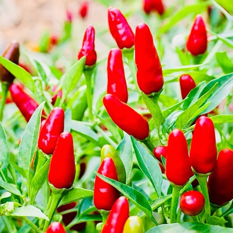Giant Thai Hot Pepper 25 Heirloom Seeds Fresh Harvest Free Shipping