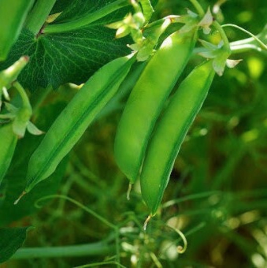 Austrian Winter Shelling Pea Seeds | Sweet English Peas Shoots Vegetable 2024