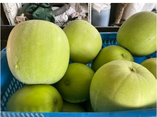 24 Fragrant Wax Gourd seeds; Taro Winter Melon; Bi Dao; 芋香冬瓜; 農友種苗