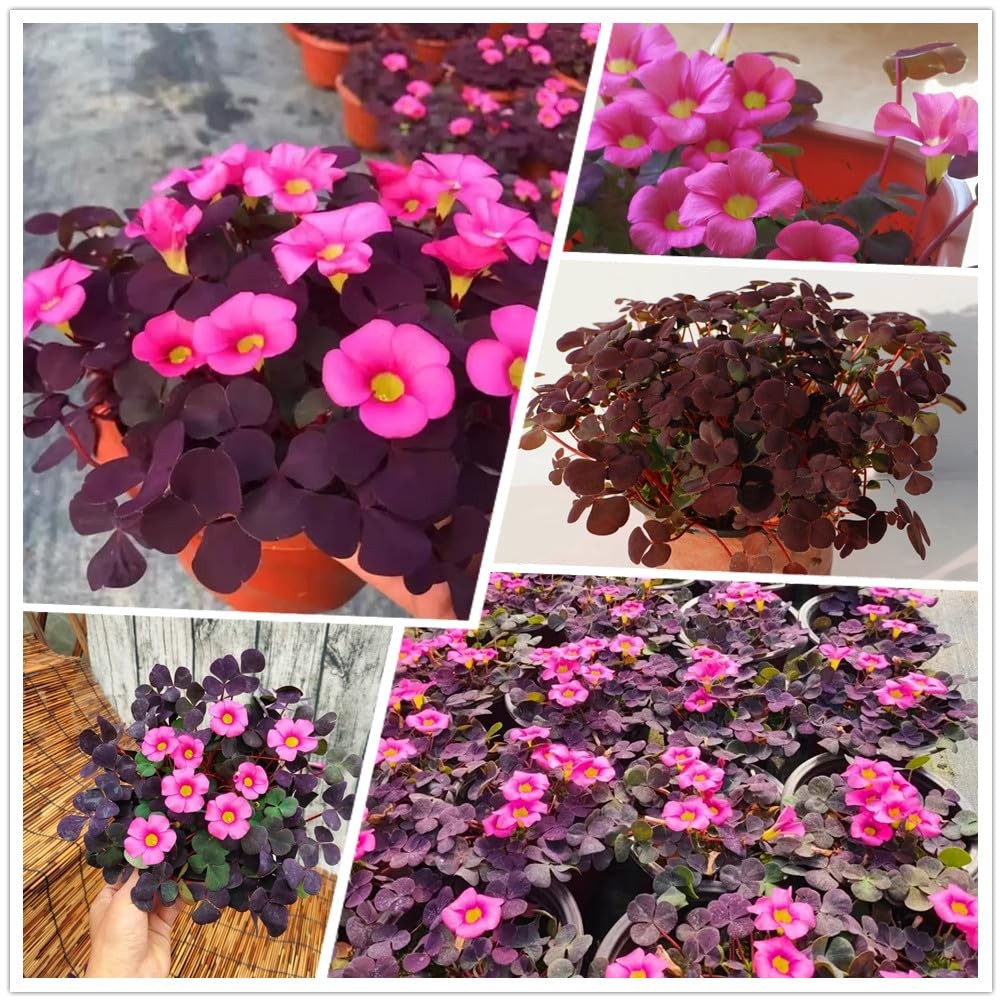 12 Purple Shamrock Bulbs Oxalis Triangularis for Planting, Flower