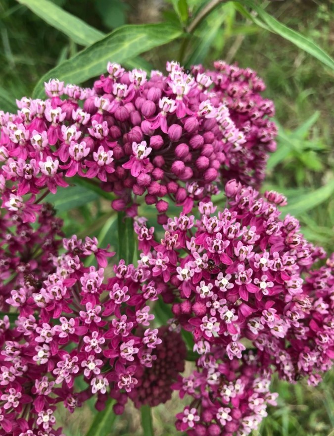 Set 2 Red Milkweed Live Starter Plant – 3-8″ Tall – Swamp Milkweed Plant