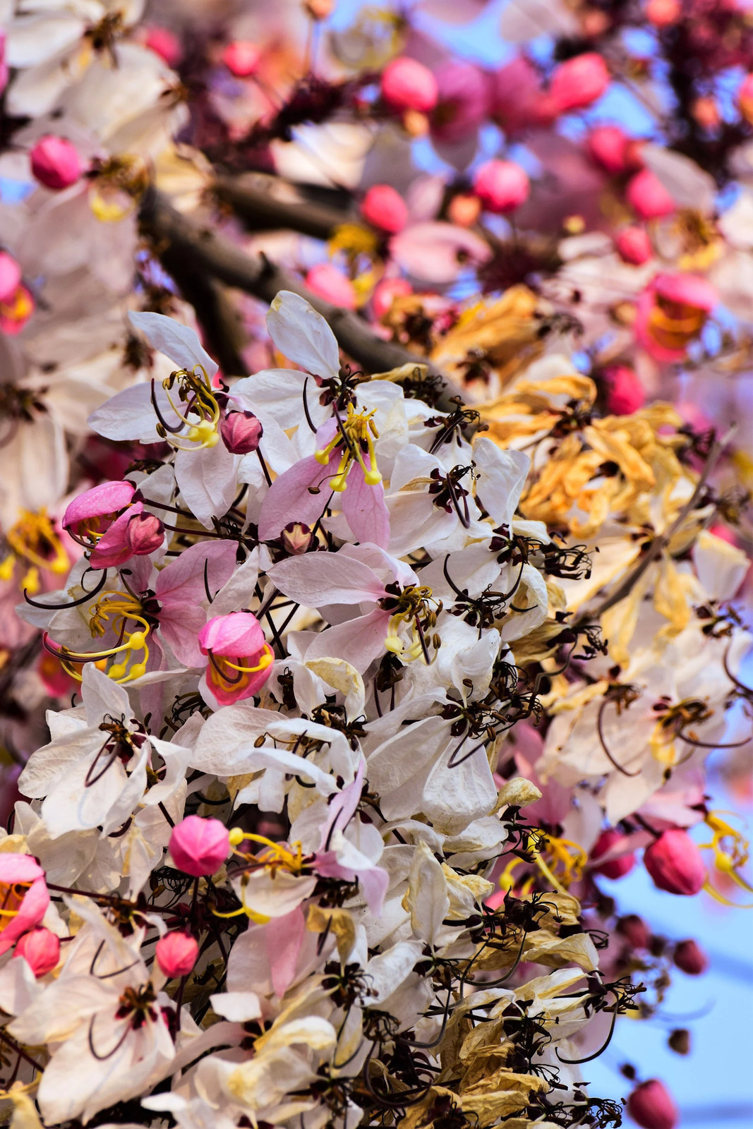 5 PINK SHOWER TREE Cassia Javanica Rainbow Apple Blossom Pink White Yellow Seeds