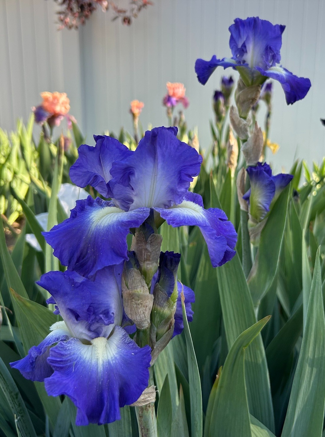 ‘Speeding Again’ iris rhizome + gift, combined shipping $1 each additional