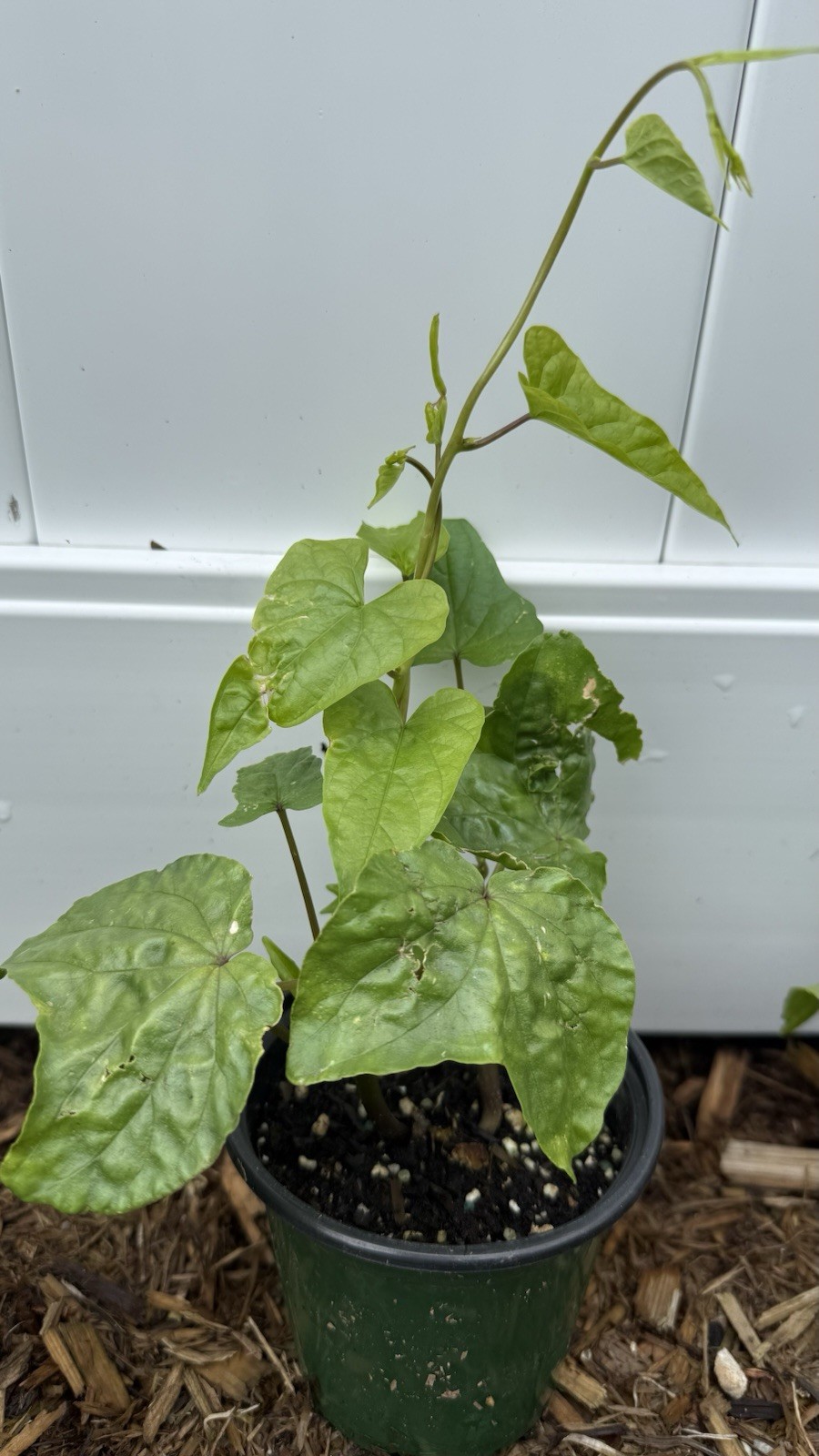Moon Flower Live Plants