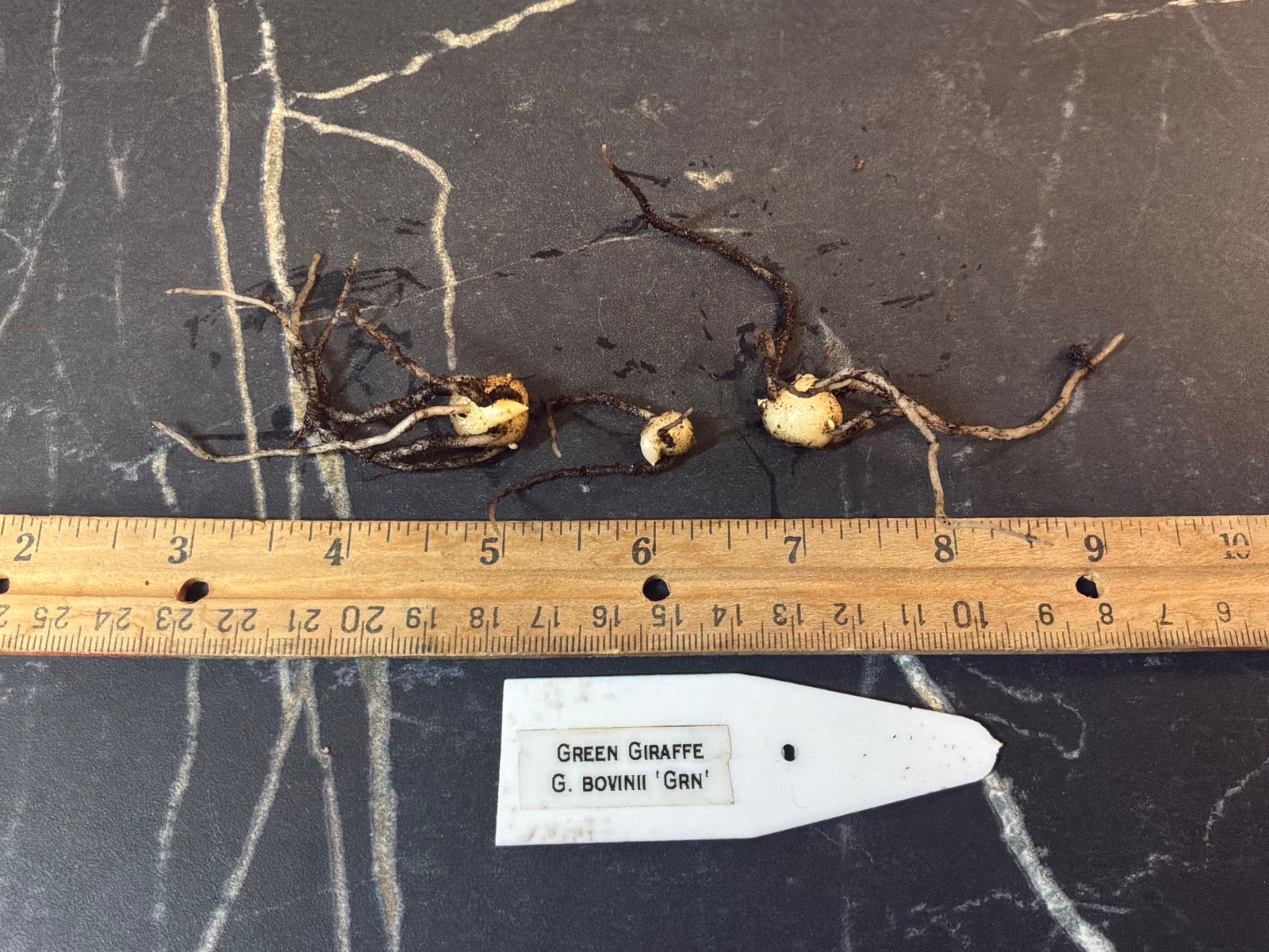 Gonatopus boivinii GREEN Form 6MOx3 Tubers Tropical Rare Plant Aroid Bulb Flower
