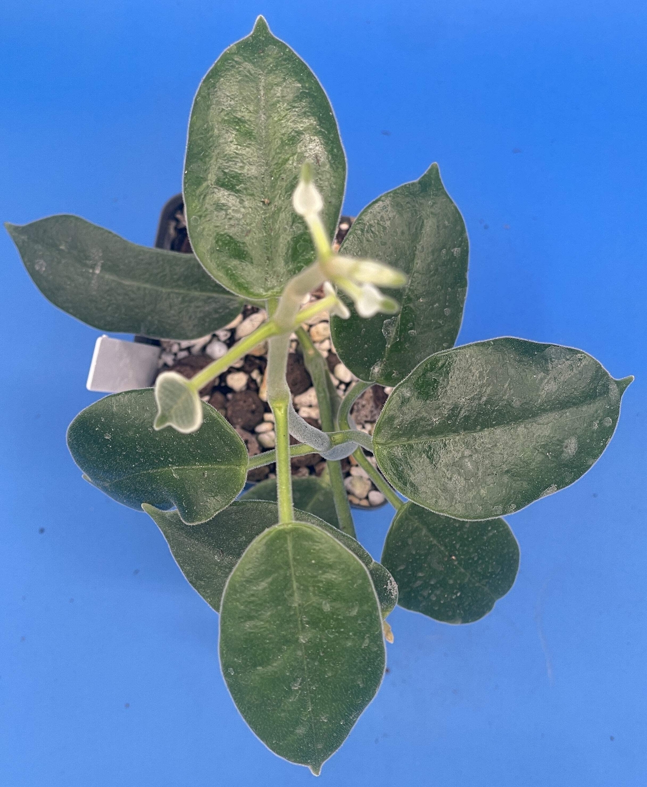 Hoya Ariadna Fully Rooted Grown In 3.5″ pot – Eriostemma Ariadna