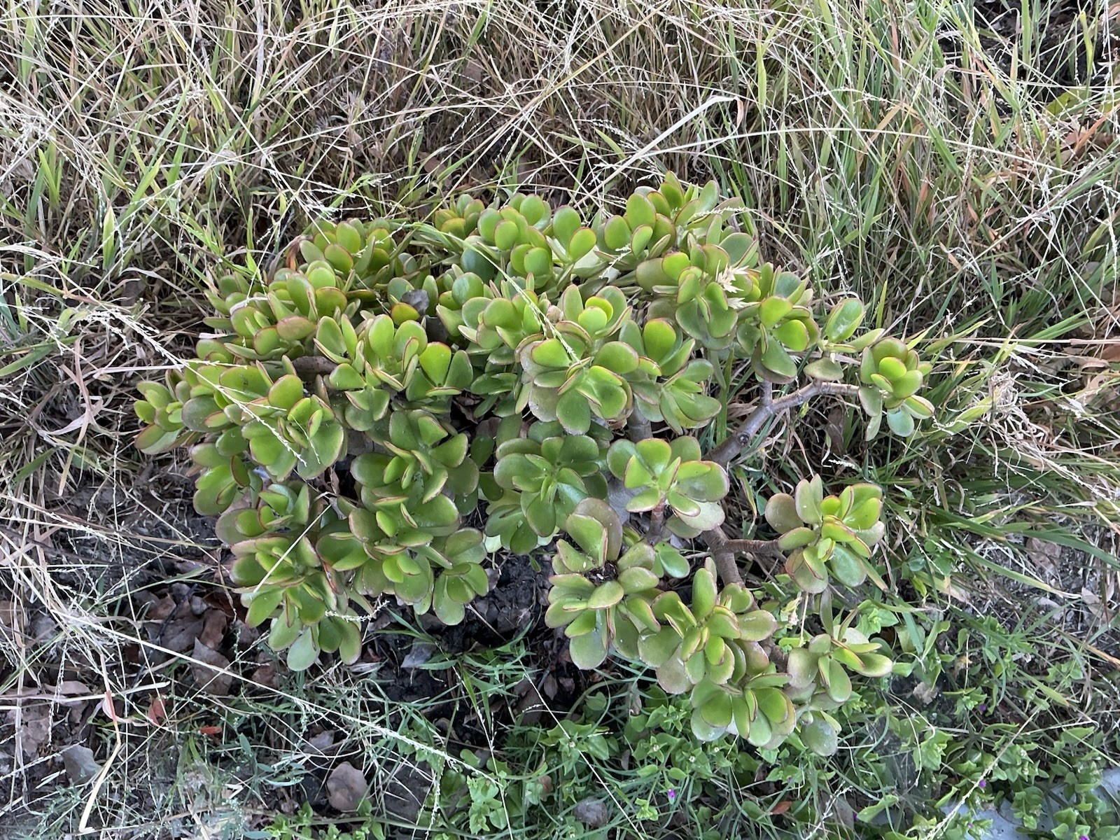 Lot Of 2 green Crassula Ovata Jade Plants , Rooted 15” To 17” tall with roots