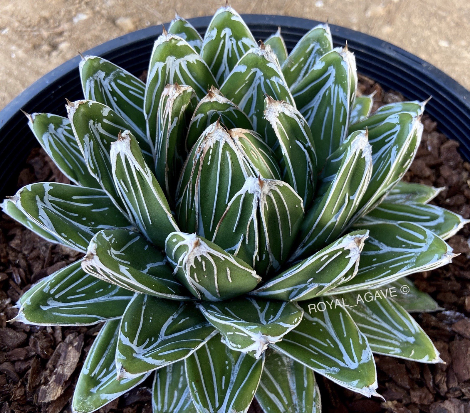 Agave ‘Glacier’ Supreme VR Selection!! – Deep Linear Ridged!!! Pintilla Rare!!