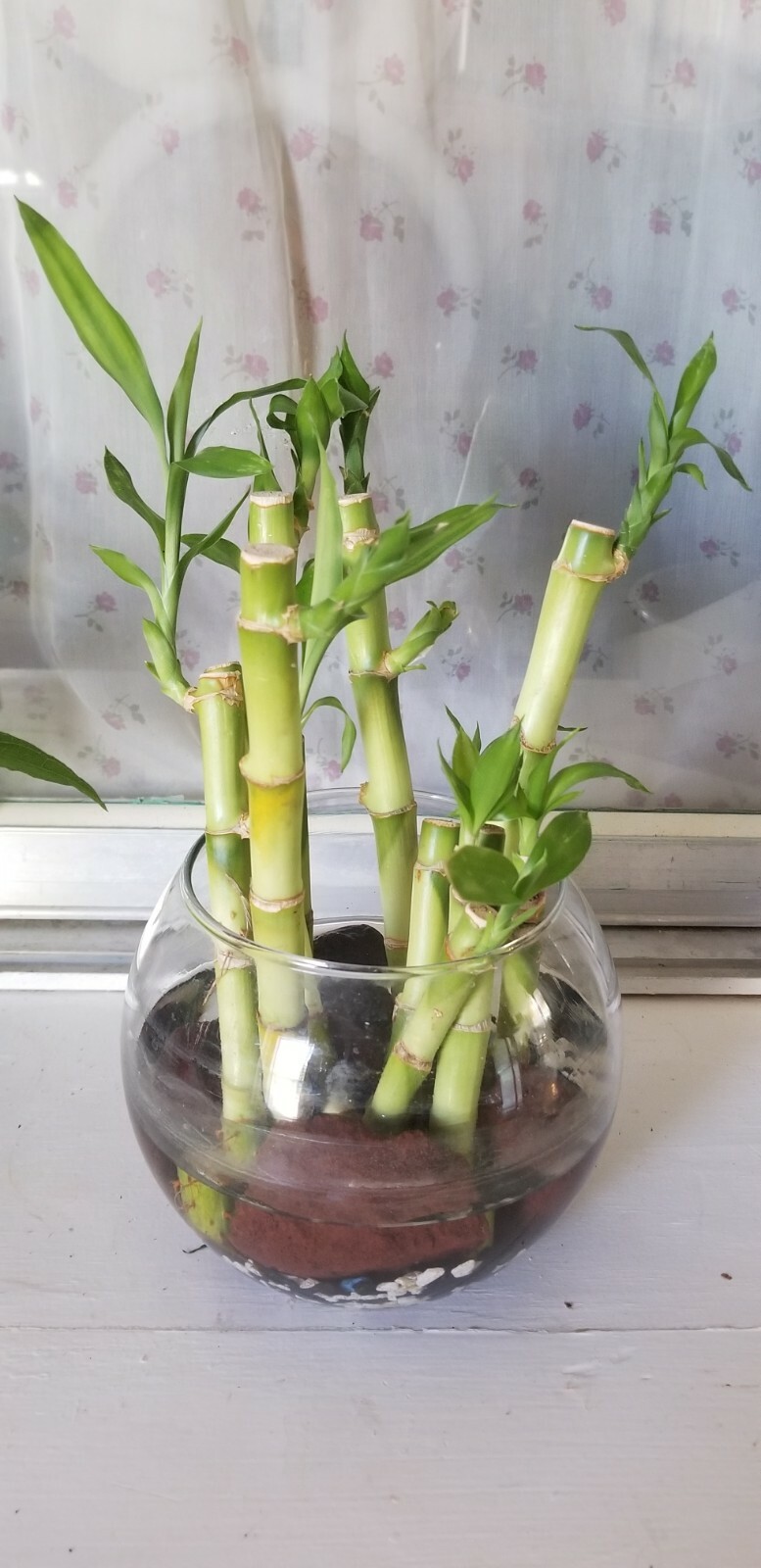Lucky Bamboo 8 Stalks (6×4″+2×6″) Easy Care Perennial Rooted Water Plant Gift