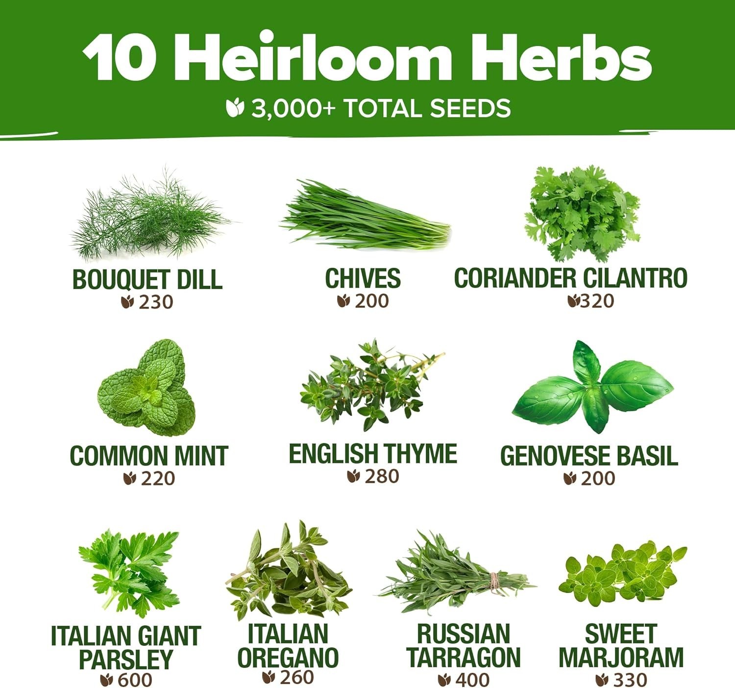 Ultimate Herb Seed Vault: 3000+ Culinary Seeds for Indoor or Outdoor Gardening