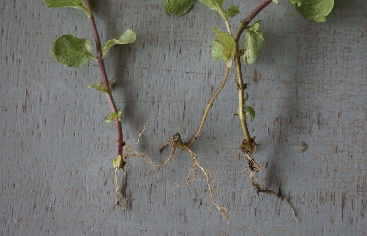 5 Pk Orange Mint Herb Live Plant Stem Rooted. Mentha x Piperita,