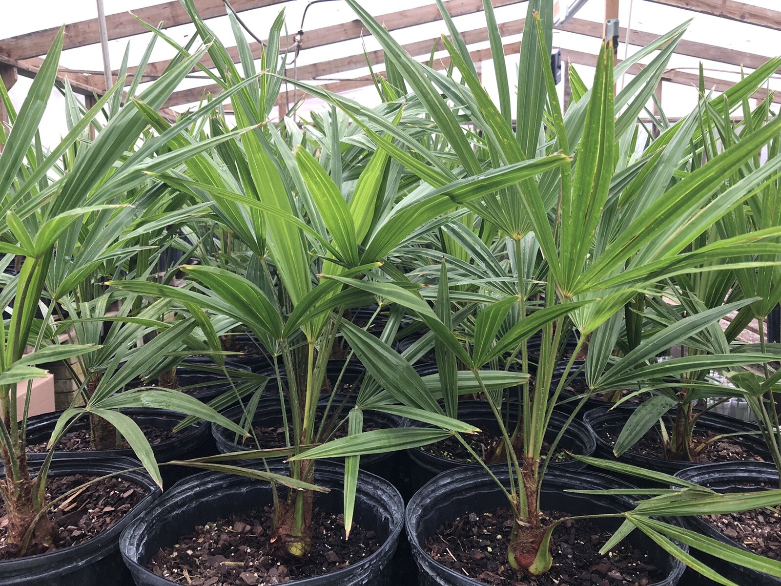 22” to 24” Cold Hardy Windmill Palms Trachycarpus Fortunei