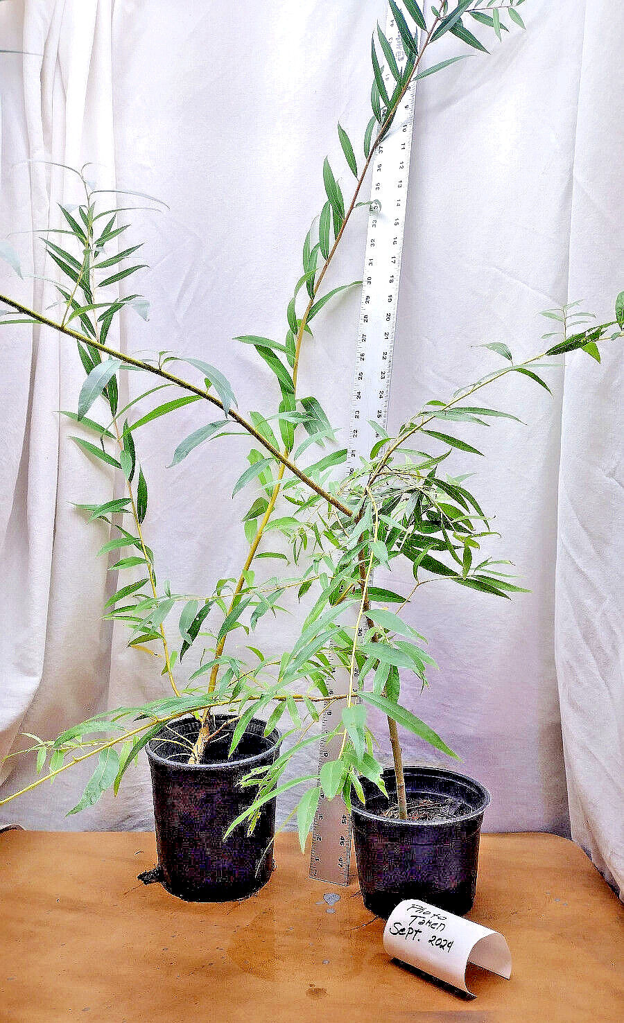 Weeping Willow in Gallon Nursery Pot. Salix Babylonica. Landscape or Pre Bonsai.