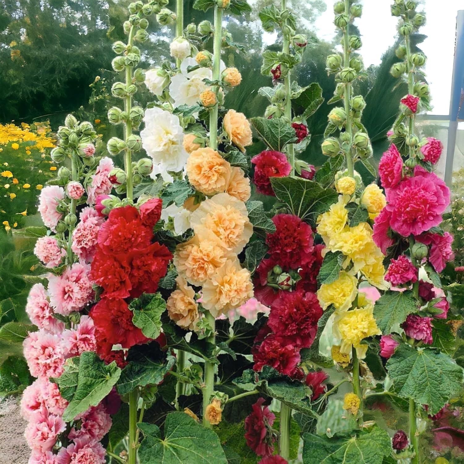 Giant Mallow Double Hollyhocks: 350+ Seeds for Colorful Home Garden Displays
