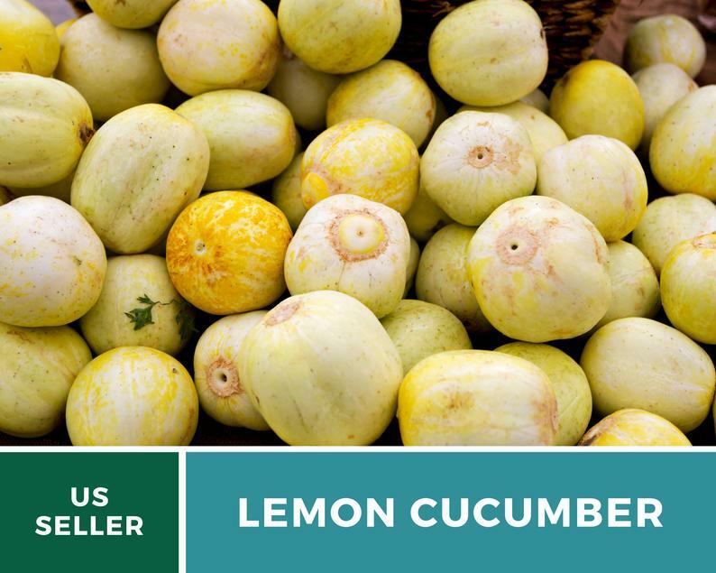 Cucumber, Lemon – 30 Seeds – Heirloom – GMO Free (Cucumis sativus)