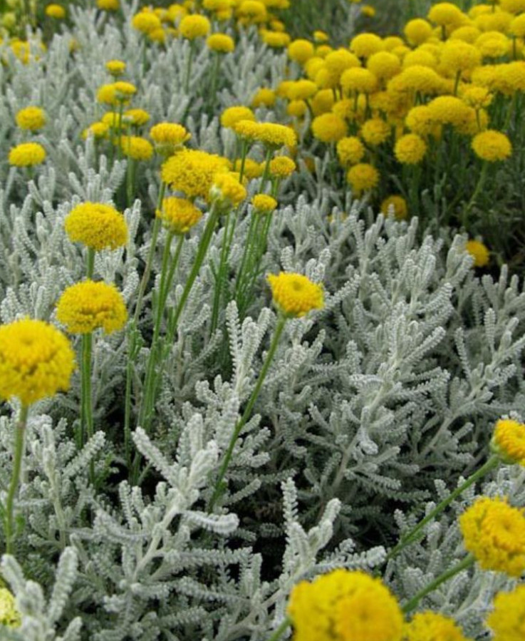 Gray Santolina Live Plant – 1 Gallon Pot – Fully Rooted Evergreen Shrub