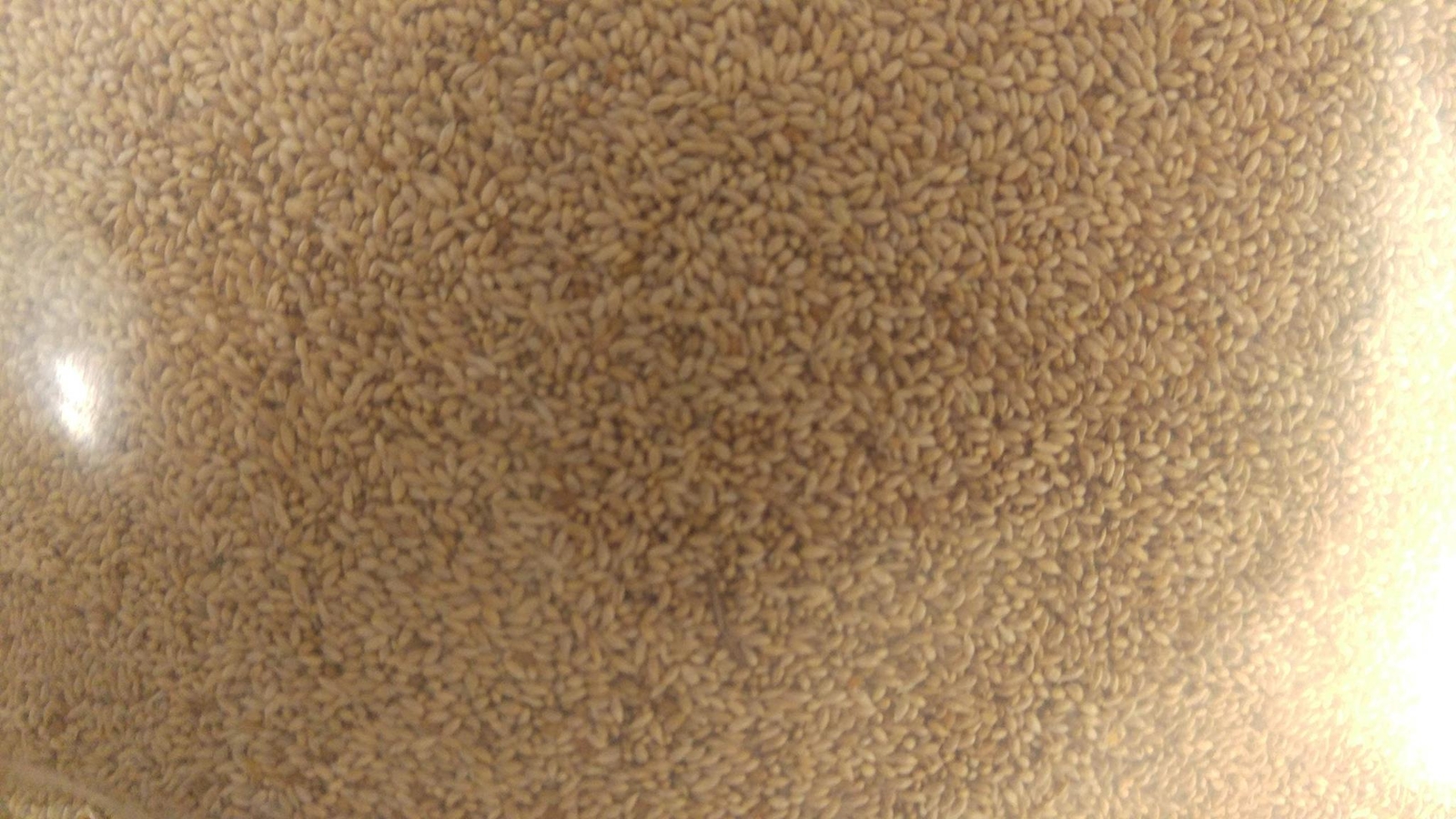 Timothy (Climax) 2,000 Seeds, Cover Crop, Hay Grass, Deer, Wildlife Food Plot Se