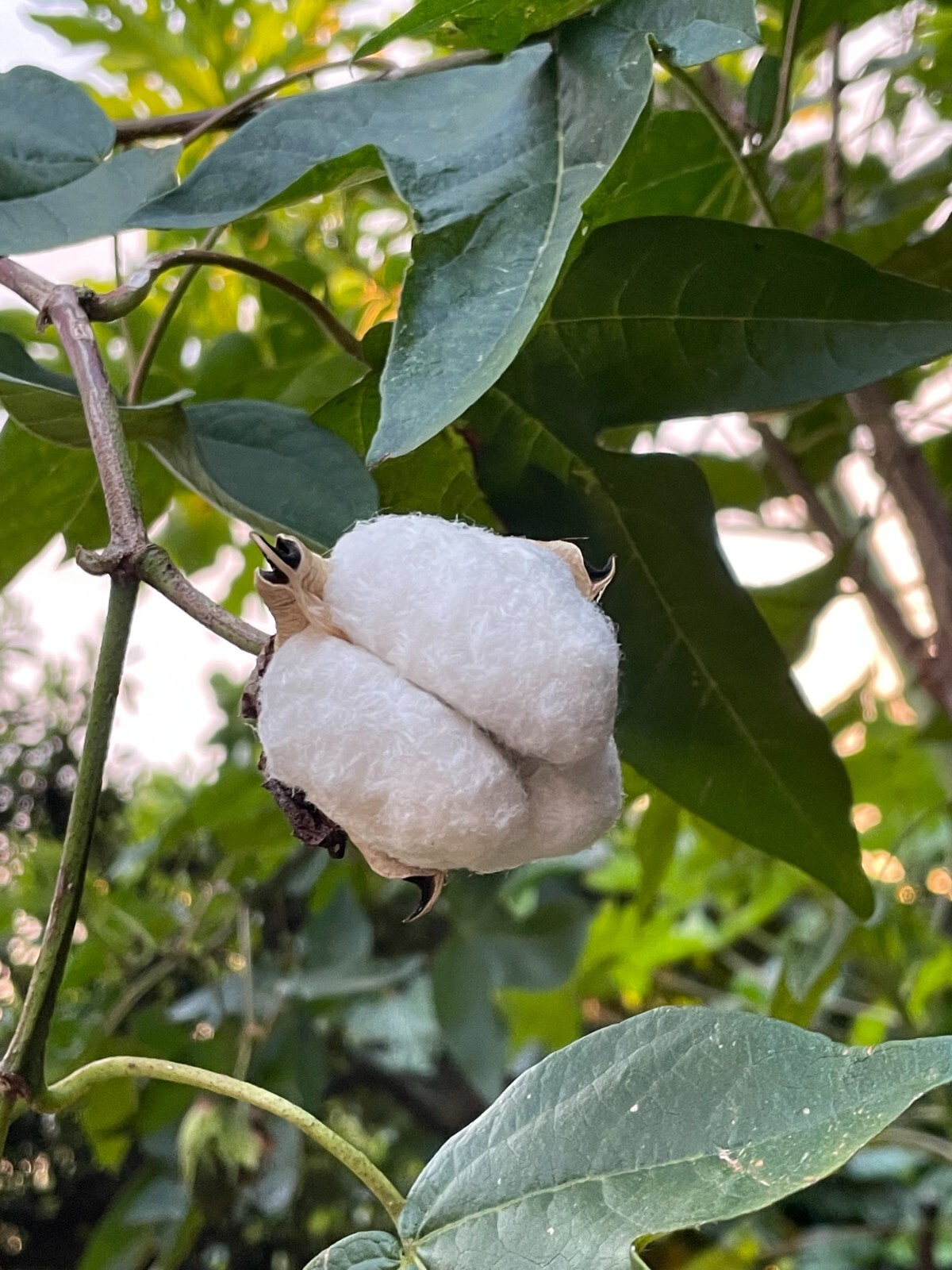 Cotton seeds