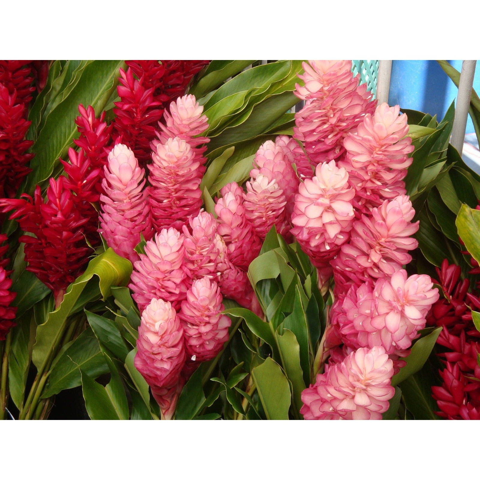 Pink Hawaiian Ginger Plant (Alpinia purpurata) Roots 2 Pack
