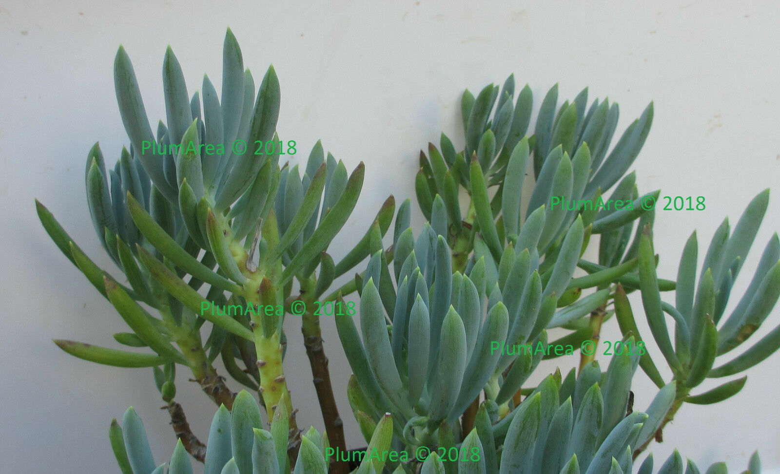 2 UNROOTED 4” Blue Chalk Stick Cutting Senecio Mandraliscae Succulent +gift