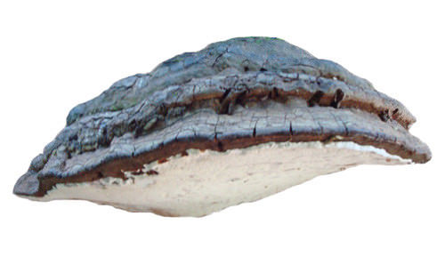 Artists Conk (Ganoderma applanatum) Mushroom Liquid Culture