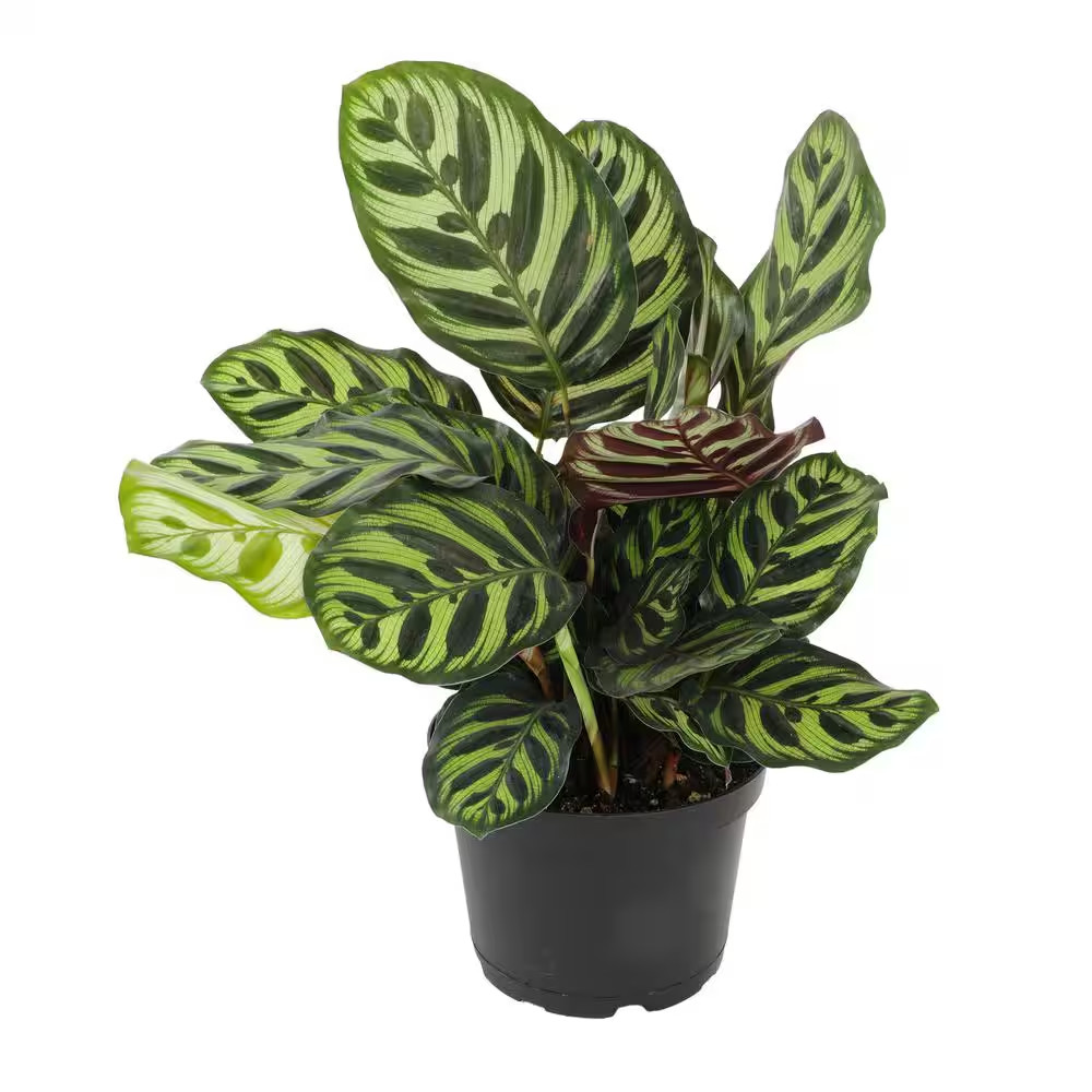 Calathea Makoyana Pet Friendly Prayer Plant Live Indoor Houseplant 6 In. Grower