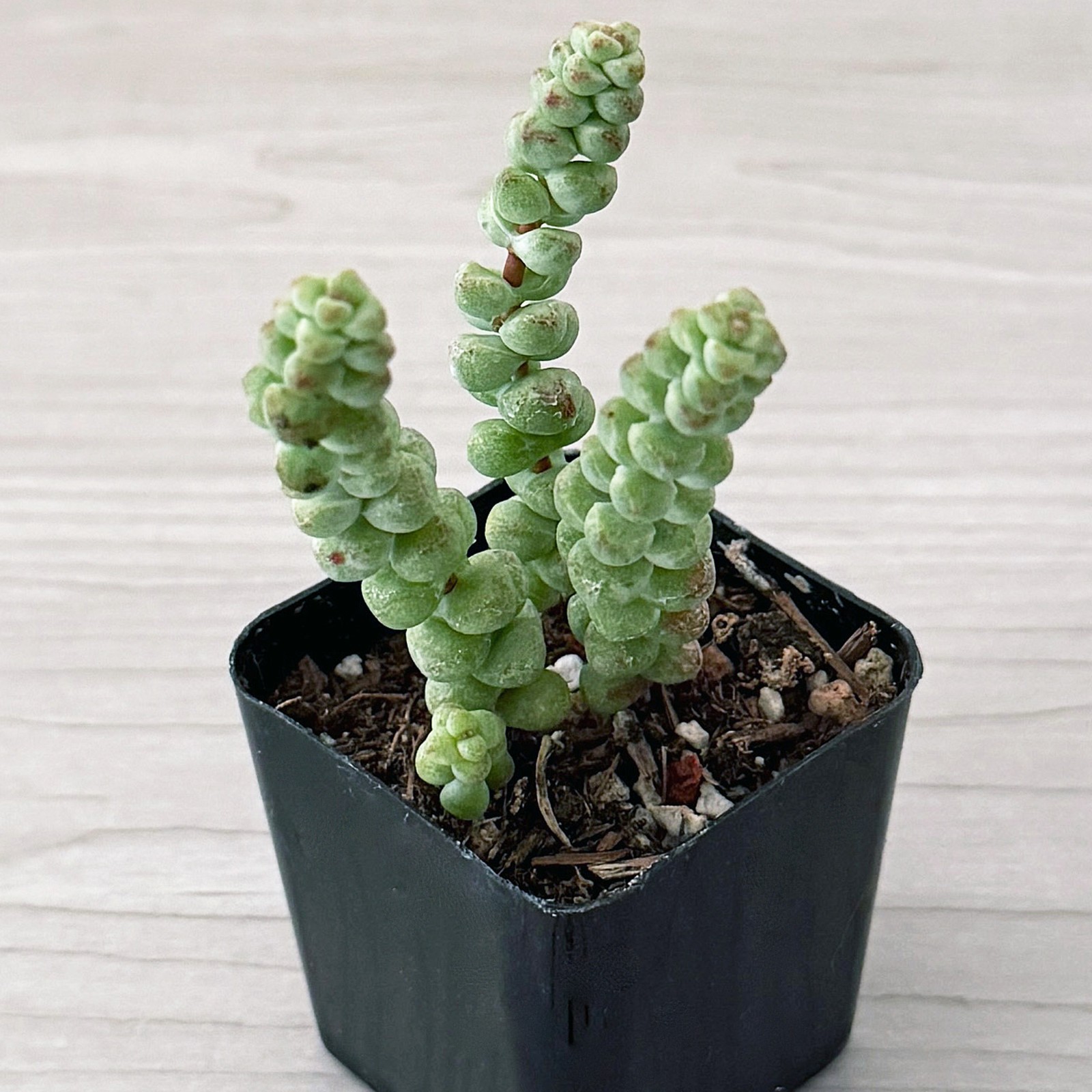 Succulent Plant – Crassula : Baby’s Surprise – Live Plant In 2″ Pot