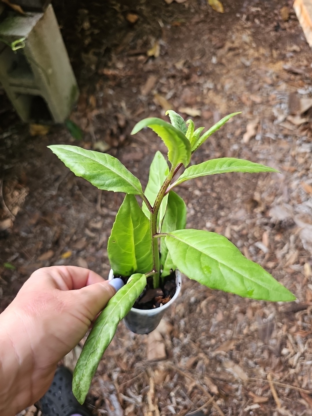 Longevity Spinach Live Starter Plant Gynura procumbens Vegetables Food Forest