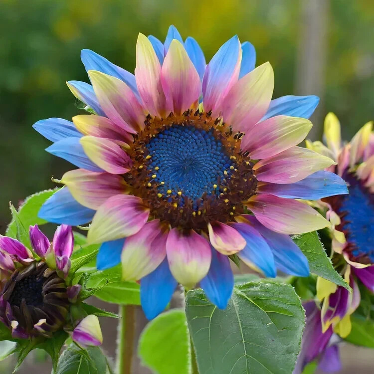 50 PCS Twin-Blossom Blue Over Pink Sunflower Seeds