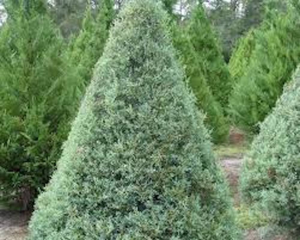 5 Carolina Sapphire Cypress Tree Evergreen Starter Plant Bare Root