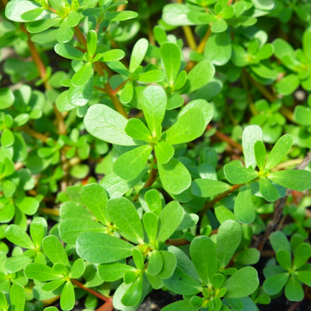 Green Purslane Seeds | Portulaca Oleracea Lettuce Weed Seed 2024 Free Shipping