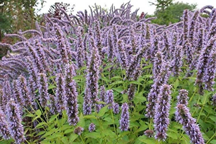 Anise Hyssop Seeds (Agastache foeniculum) – 500+ Non-GMO Heirloom Herb &