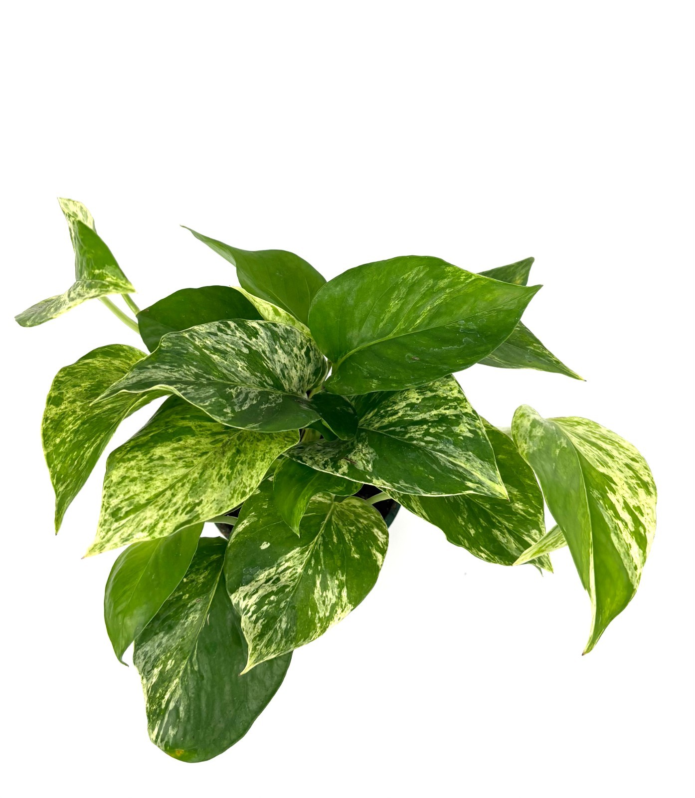Marble Queen Pothos Epipremnum Aureum Easy Air Purifying House Plants, 4″ pot