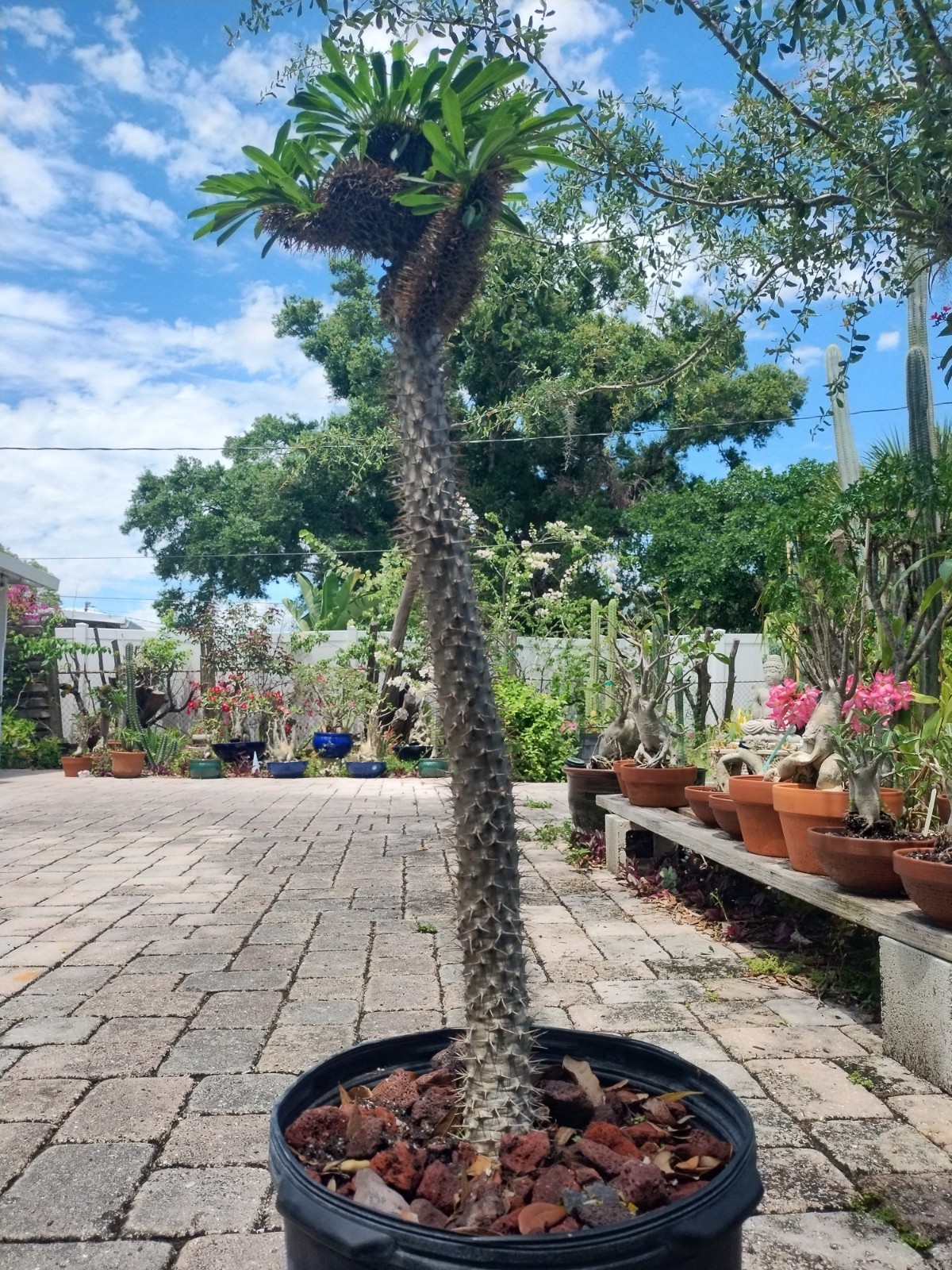 Crested Madagascar Palm, Impressive!Pachypodium lamerei 44 Inches Tall #2