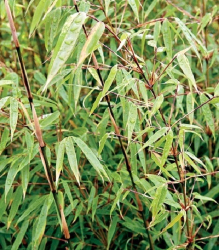 Fargesia ‘Rufa’,Sunset Glow clumping bamboo non running, great hedge or specimen