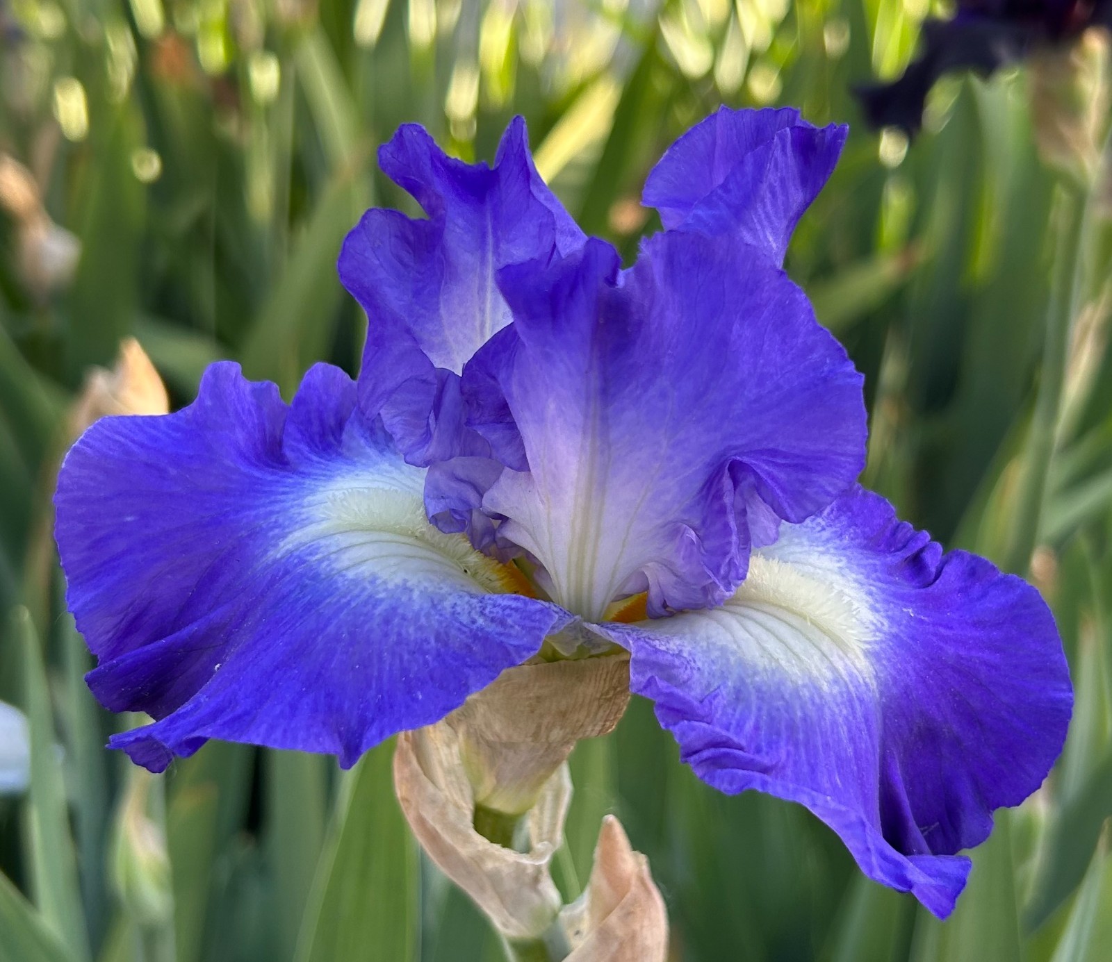 ‘Speeding Again’ iris rhizome + gift, combined shipping $1 each additional