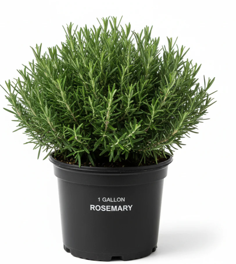 Rosmarinus Off Roman Beauty 1 Gallon Rosmary Officinalis bush Live Plant Mr7