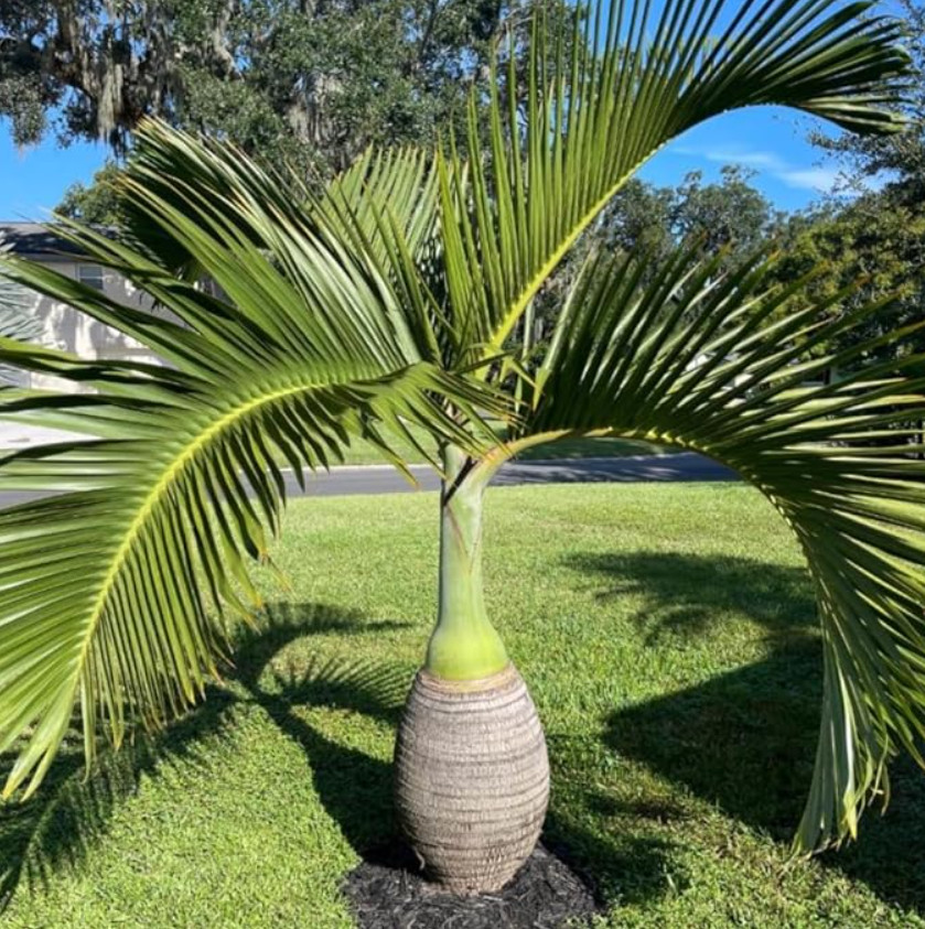 Live Bottle Palm (Single) Plant – 3 Gal – Tropical Ornamental Palm