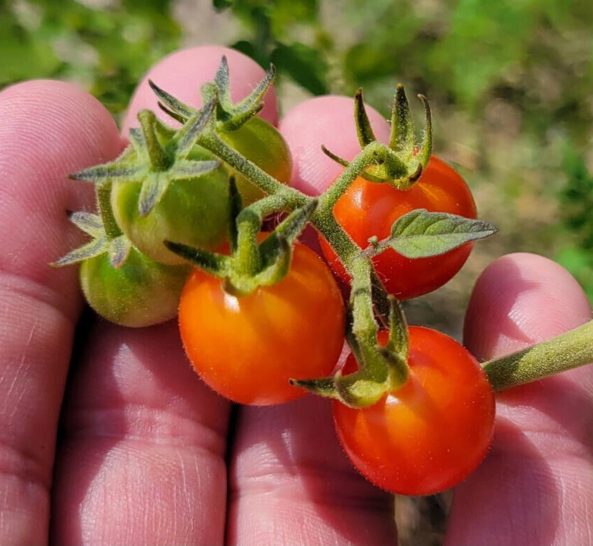Matt’s Wild Tomato | 25 Seeds | Solanum Lycopersicum | Cherry Tomato | Flavor