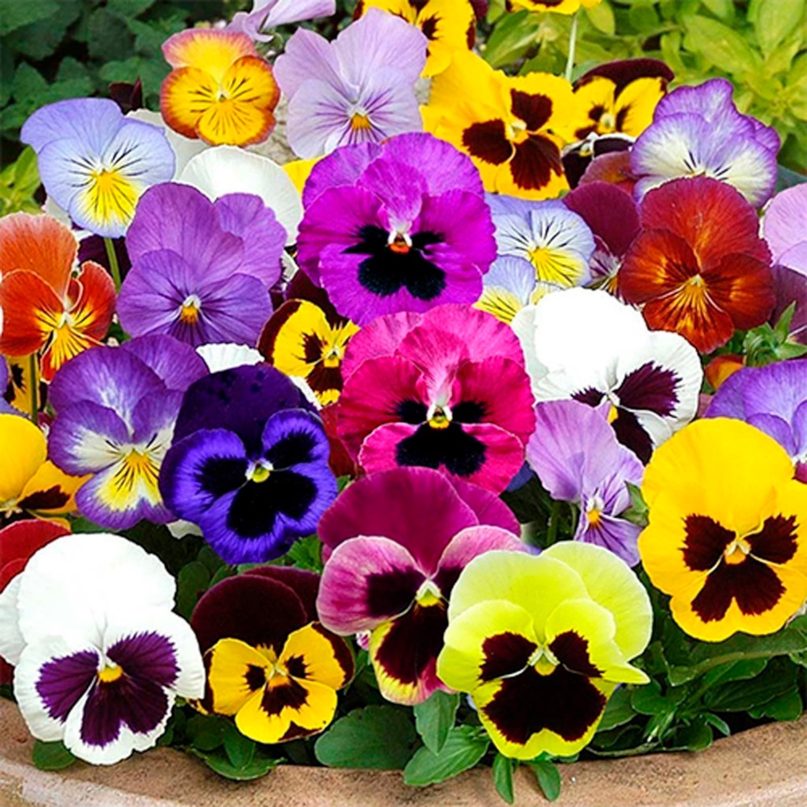 Swiss Giants Pansy Seed Mix Viola wittrockiana Free Shipping!