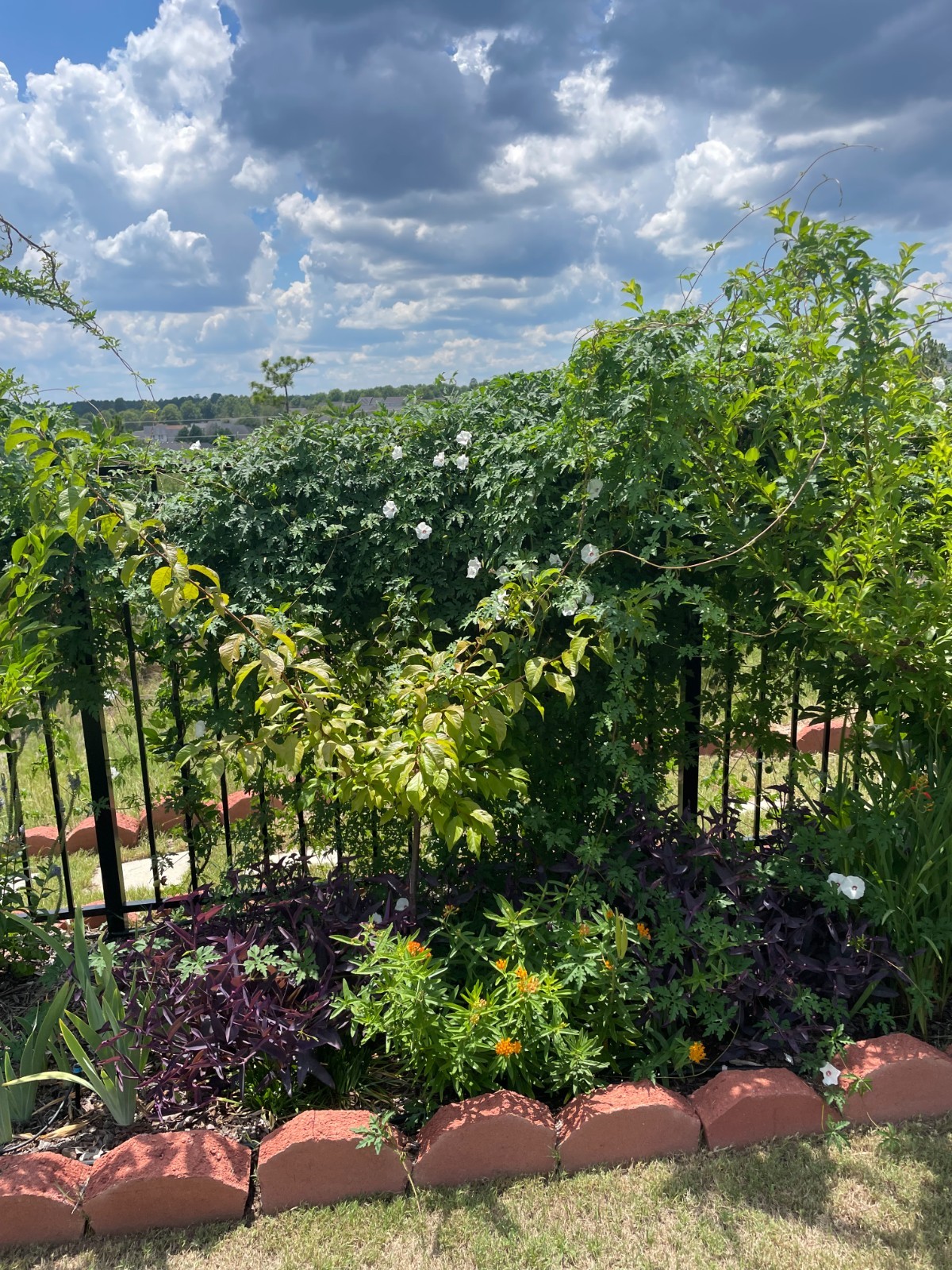 50 Alamo Vine Seeds, sourced from “the Alamo” in San Antonio, Texas