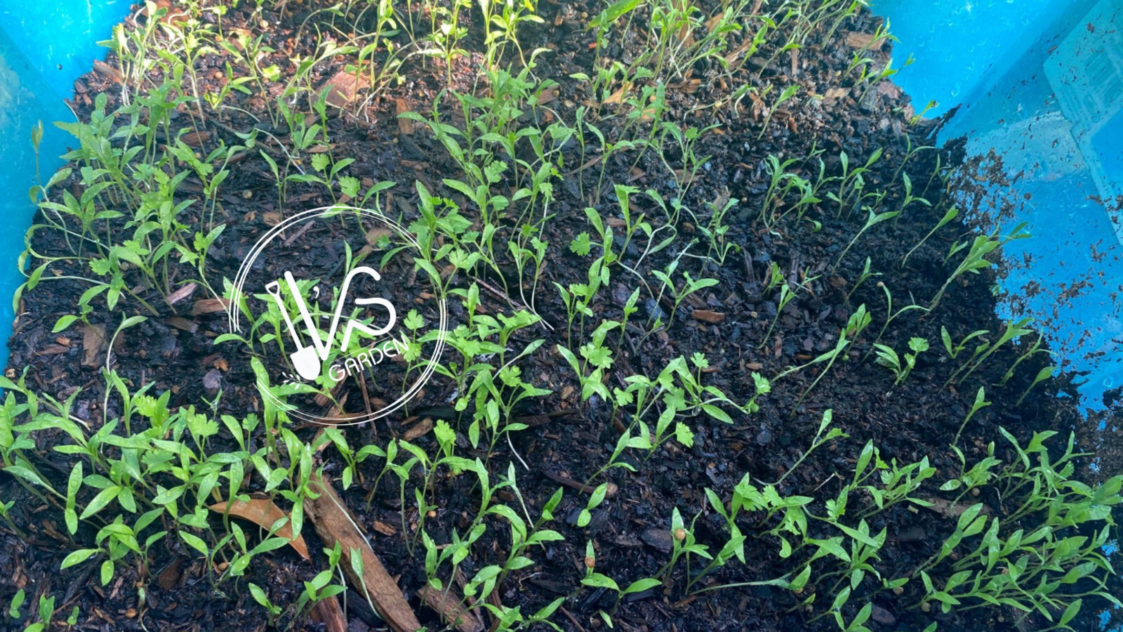 CILANTRO SEEDS, CORIANDER LEAVES, 香菜, 고수, RAU MÙI, NGÒ RÍ |NEW SEEDS|