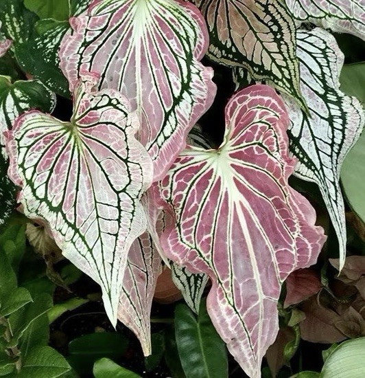 AUTHENTIC Caladium Thai Beauty 1 bulbs