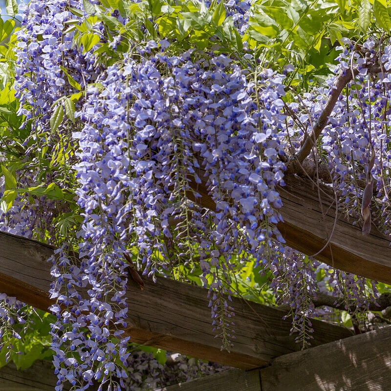 wisteria sinensis 5 seeds Free USPS Ground Shipping!