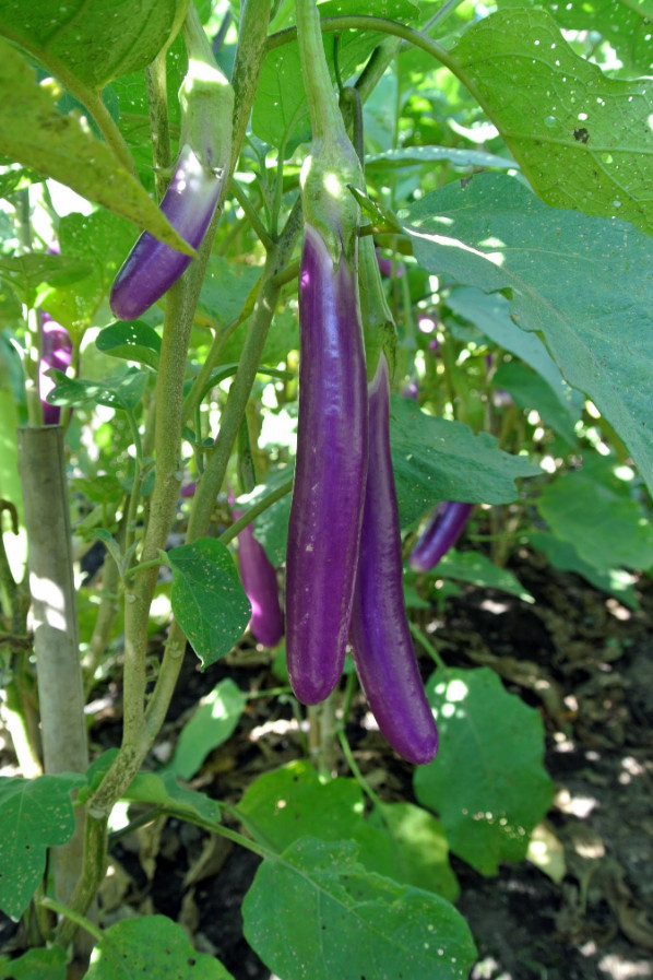 Live Chinese egg Plant – 8″ Tall – 4″ Pot – Edible Vegetable Plant