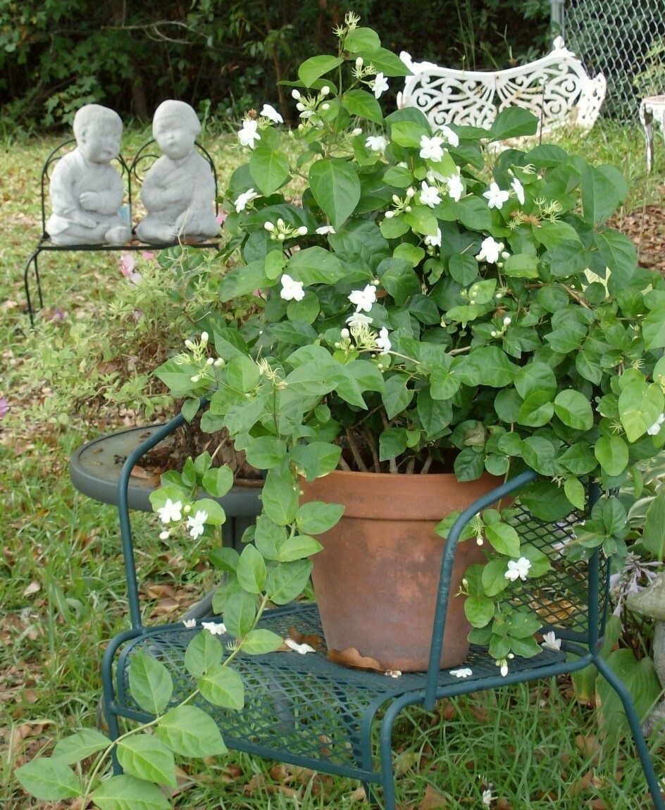 4″ Pot~Grand Duke of Tuscany Jasmine~Jasminum Sambac~Extremely Fragrant!