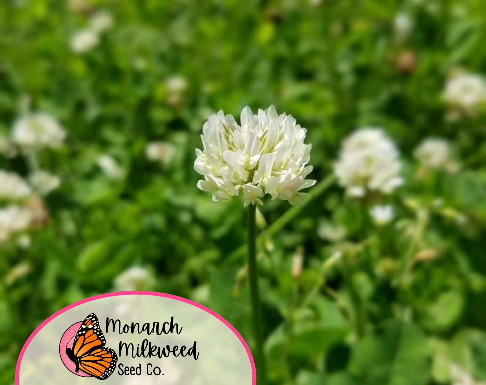 15500+ Ladino Clover Seeds | Flower Garden Seed for Pollinator Bees, Butterflies