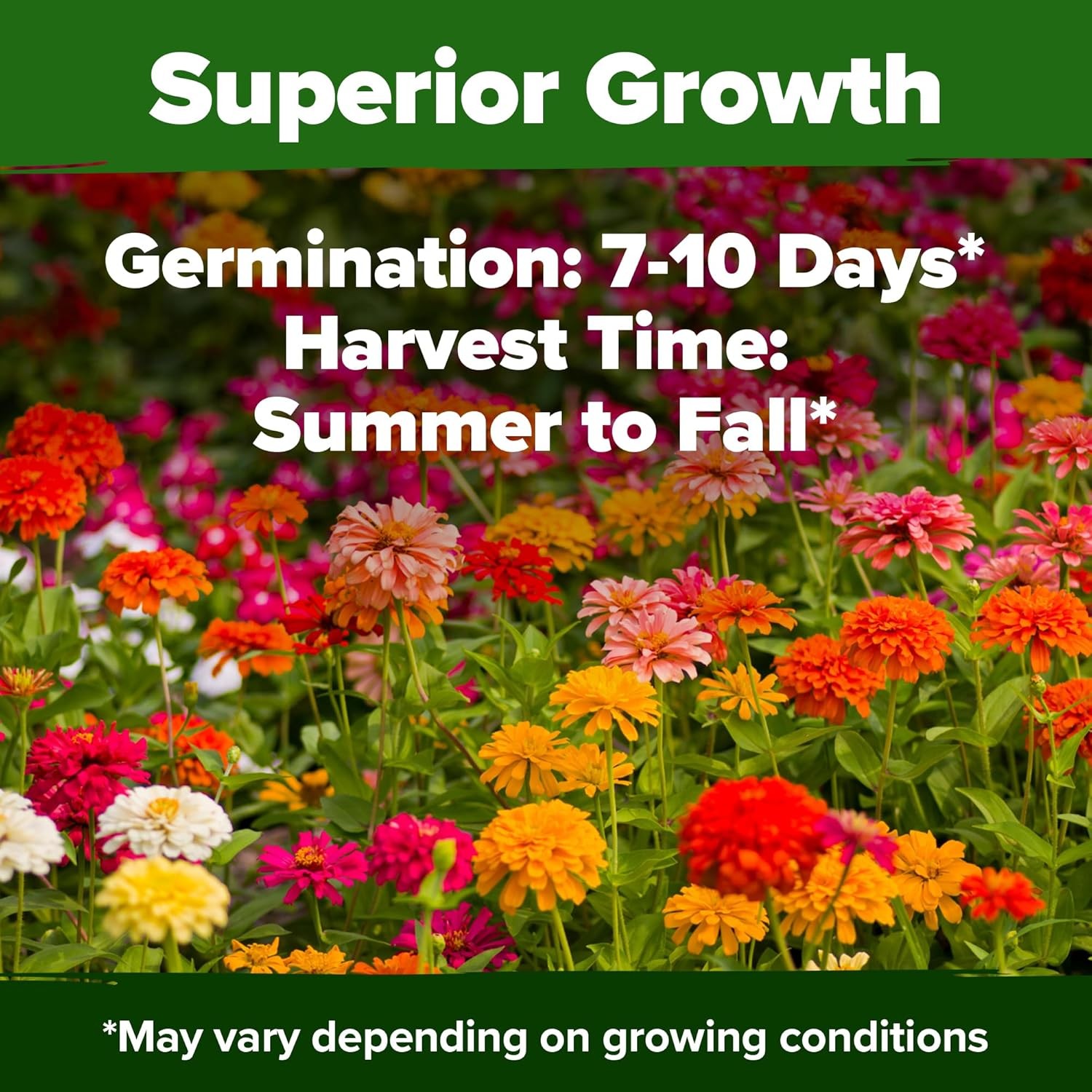 HOME GROWN Zinnia Dahlia Seeds Pack for 2026 Non GMO 524 Flower Seeds | Vibrant