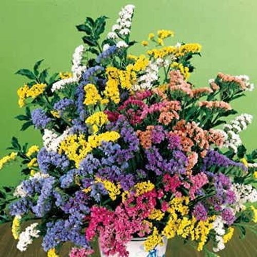 Soiree Mix Statice Flower Seeds, Colorful Multi-Flower Bloom, Pack of 100 Seeds