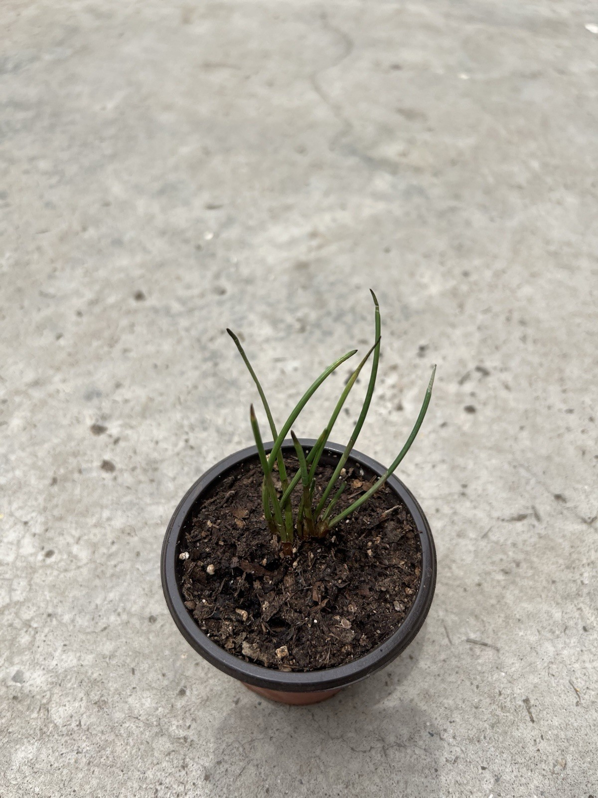 Water Chestnut With Pot Eleocharis Dulcis Ready to Plant